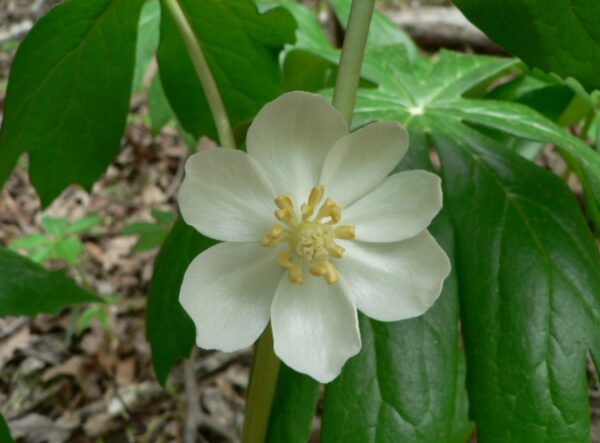 Podophyllum peltatum