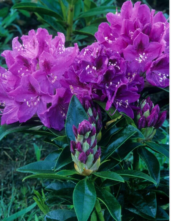 Rhododendron