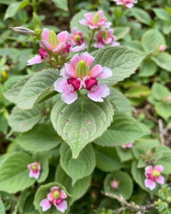 Sticta pulmonaria